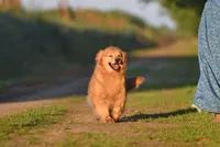 AKC OFA, a female Golden Retriever for sale in Modesto, CA – Photo 3 of 3