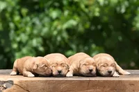 AKC, a male Golden Retriever for sale in Modesto, CA – 2 of 2