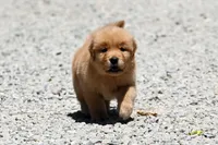 AKC, a male Golden Retriever for sale in Modesto, CA – 1 of 3