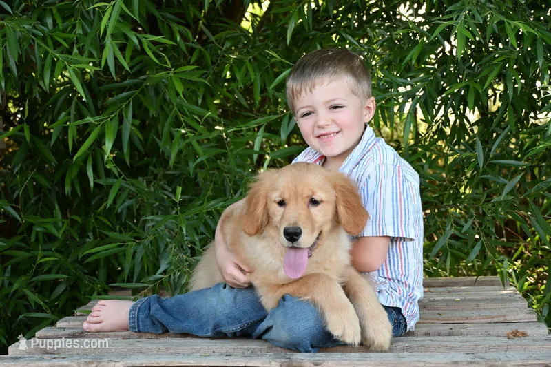Yoda – Golden Retriever puppy for sale in Modesto, CA
