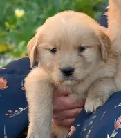 AKC, a female Golden Retriever for sale in Modesto, CA – 2 of 5