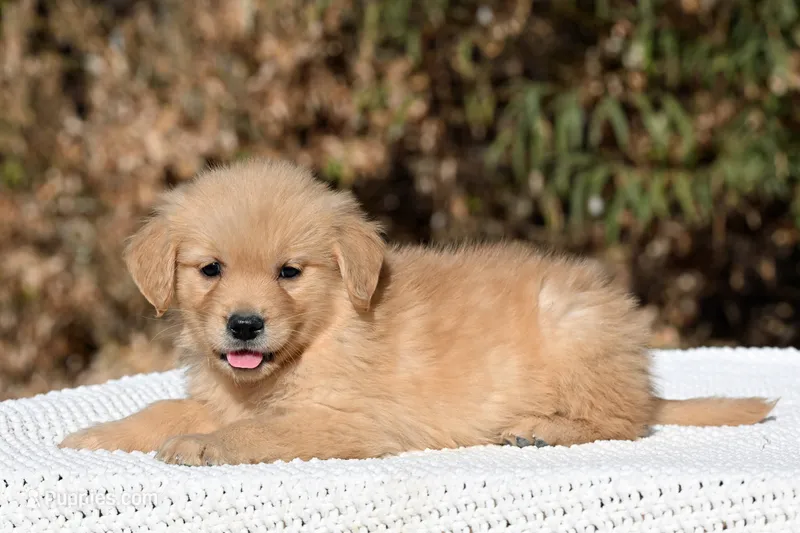 Male #4 – Golden Retriever puppy for sale in Modesto, CA