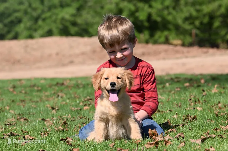 Willow – Golden Retriever puppy on hold in Modesto, CA