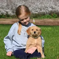 Willow, a female Golden Retriever for sale in Modesto, CA – Photo 2 of 2