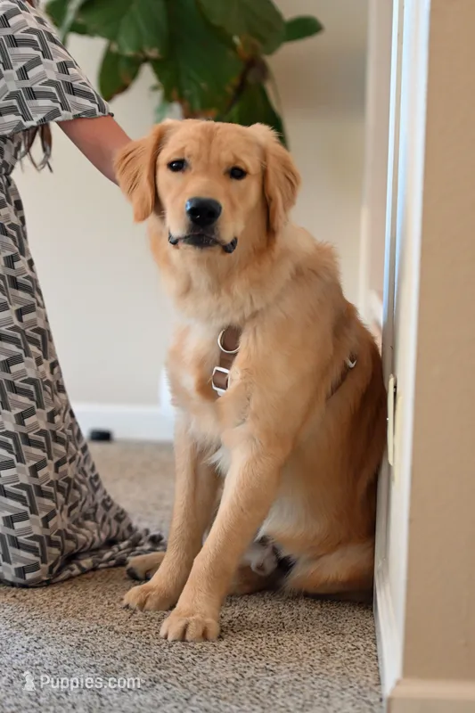 Sher – Golden Retriever puppy for sale in Modesto, CA