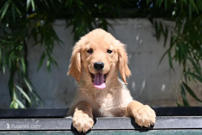 Sadie – Golden Retriever puppy for sale in Modesto, CA