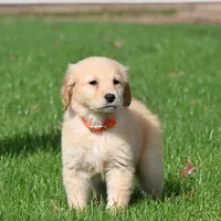 Olive, a female Golden Retriever for sale in Modesto, CA – Photo 2 of 2