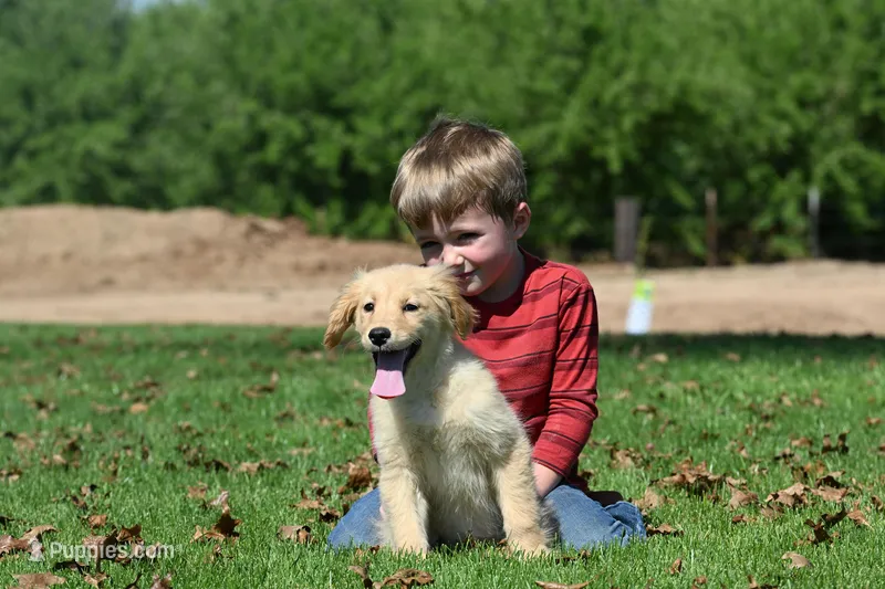 Olive – Golden Retriever puppy for sale in Modesto, CA