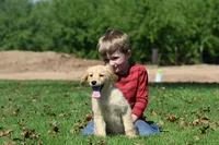 Olive, a female Golden Retriever for sale in Modesto, CA – Photo 1 of 2