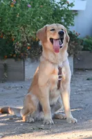 Sher, a male Golden Retriever for sale in Modesto, CA – 4 of 4