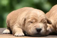 AKC, a male Golden Retriever for sale in Modesto, CA – 1 of 1