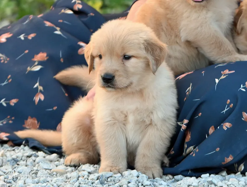 AKC – Golden Retriever puppy for sale in Modesto, CA