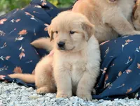 AKC, a female Golden Retriever for sale in Modesto, CA – 2 of 3