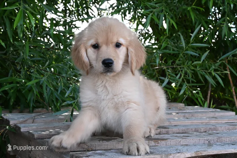 Female #1 – Golden Retriever puppy for sale in Modesto, CA