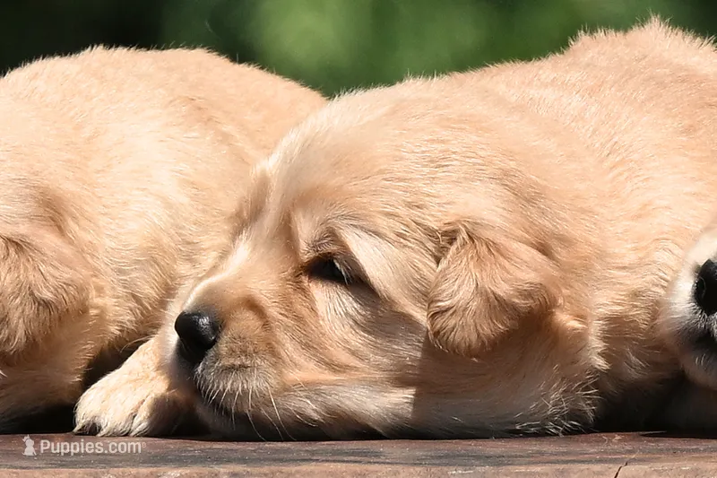 AKC – Golden Retriever puppy for sale in Modesto, CA