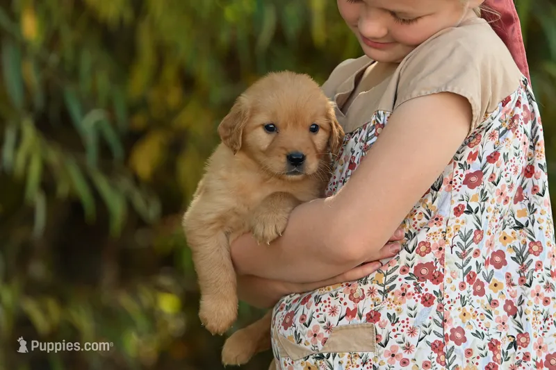 Female #2 – Golden Retriever puppy for sale in Modesto, CA