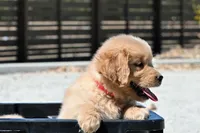 Kenda, a female Golden Retriever for sale in Modesto, CA – 2 of 7