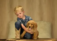 AKC OFA, a male Golden Retriever for sale in Modesto, CA – Photo 4 of 6