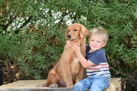 AKC OFA, a male Golden Retriever for sale in Modesto, CA – Photo 2 of 6