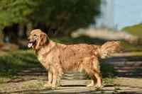 AKC OFA, a male Golden Retriever for sale in Modesto, CA – Photo 6 of 6