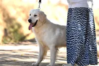 Barley, a male Golden Retriever for sale in Modesto, CA – Photo 3 of 5