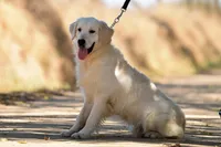 Barley, a male Golden Retriever for sale in Modesto, CA – Photo 1 of 5
