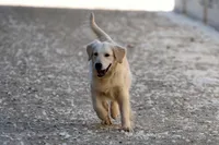 Barley, a male Golden Retriever for sale in Modesto, CA – Photo 2 of 5