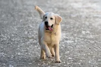 Barley, a male Golden Retriever for sale in Modesto, CA – Photo 4 of 5