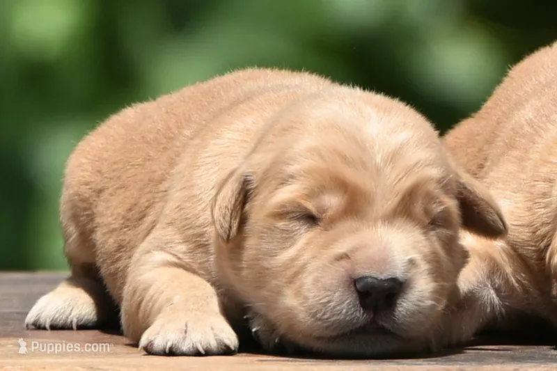 AKC – Golden Retriever puppy for sale in Modesto, CA