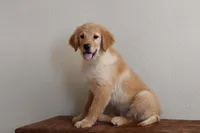 Kipper, a male Golden Retriever for sale in Modesto, CA – Photo 2 of 2
