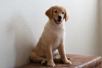 Kipper, a male Golden Retriever for sale in Modesto, CA – Photo 1 of 2