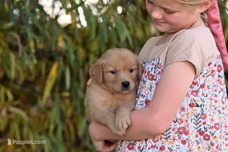 Male #3 – Golden Retriever puppy for sale in Modesto, CA