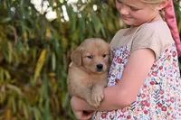Male #3, a male Golden Retriever for sale in Modesto, CA – 1 of 1