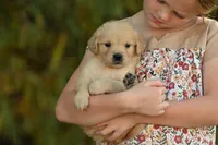 Male #5, a male Golden Retriever for sale in Modesto, CA – 1 of 1