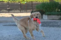 Sher, a male Golden Retriever for sale in Modesto, CA – 2 of 4