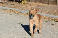 Sher, a male Golden Retriever for sale in Modesto, CA – 3 of 4