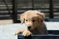 Ketty, a female Golden Retriever for sale in Modesto, CA – 2 of 5