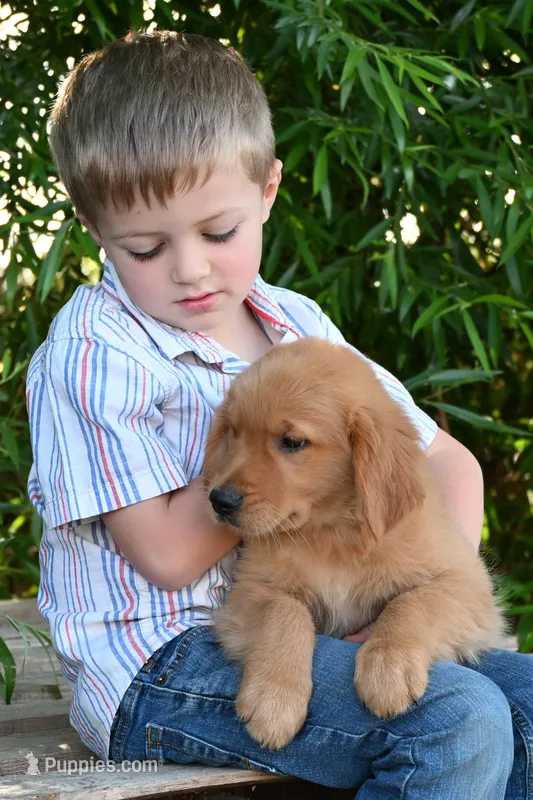 Male #1 – Golden Retriever puppy for sale in Modesto, CA