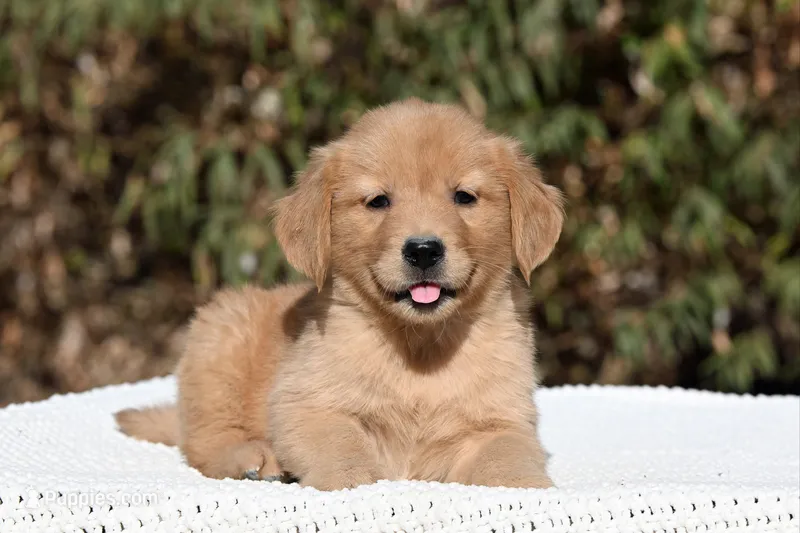 Male #3 – Golden Retriever puppy for sale in Modesto, CA