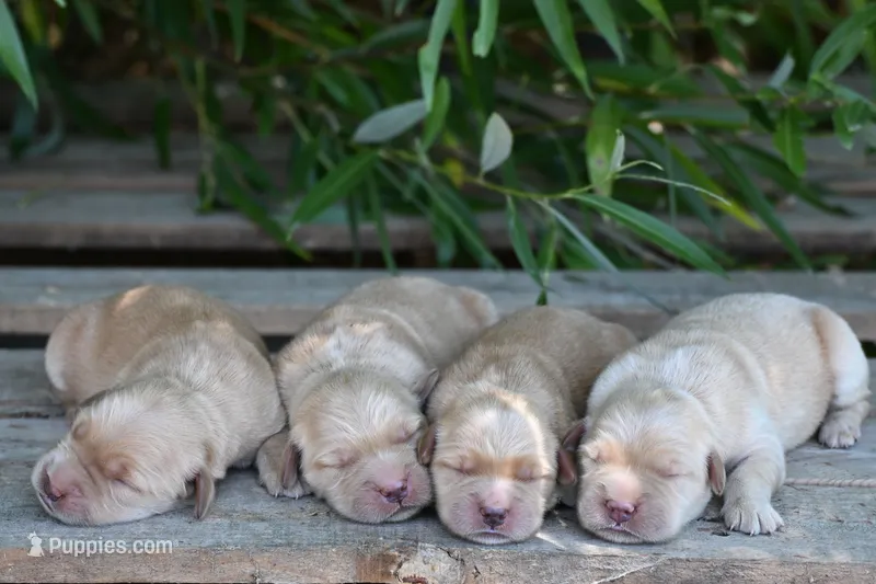Sasha – Golden Retriever puppy for sale in Modesto, CA