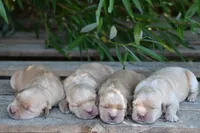 Sasha, a female Golden Retriever for sale in Modesto, CA – 1 of 1