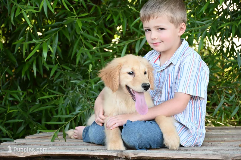 Olive – Golden Retriever puppy for sale in Modesto, CA