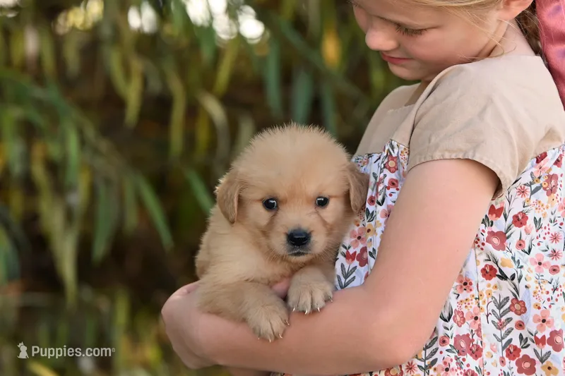 Male #4 – Golden Retriever puppy for sale in Modesto, CA