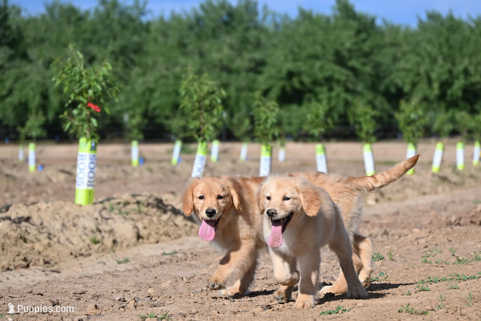 Yoda, a female Golden Retriever for sale in Modesto, CA – Photo 2 of 4