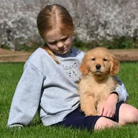 Yoda, a female Golden Retriever for sale in Modesto, CA – Photo 2 of 2