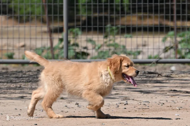 Yoda – Golden Retriever puppy for sale in Modesto, CA