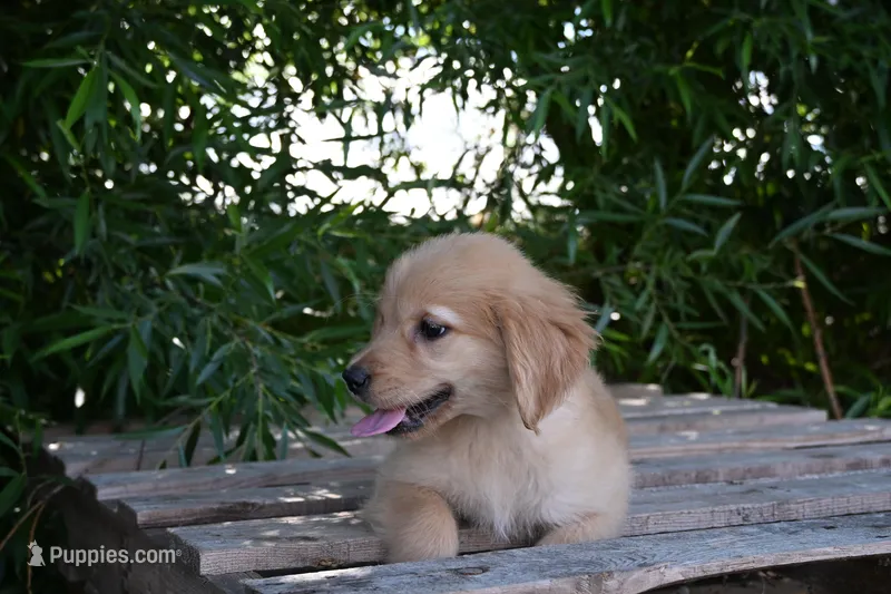 Female #2 – Golden Retriever puppy for sale in Modesto, CA
