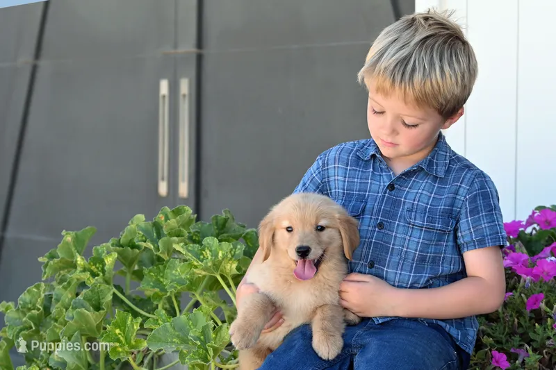 Ketty – Golden Retriever puppy for sale in Modesto, CA