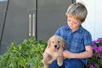 Ketty, a female Golden Retriever for sale in Modesto, CA – 1 of 5
