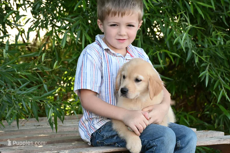 Male #4 – Golden Retriever puppy for sale in Modesto, CA